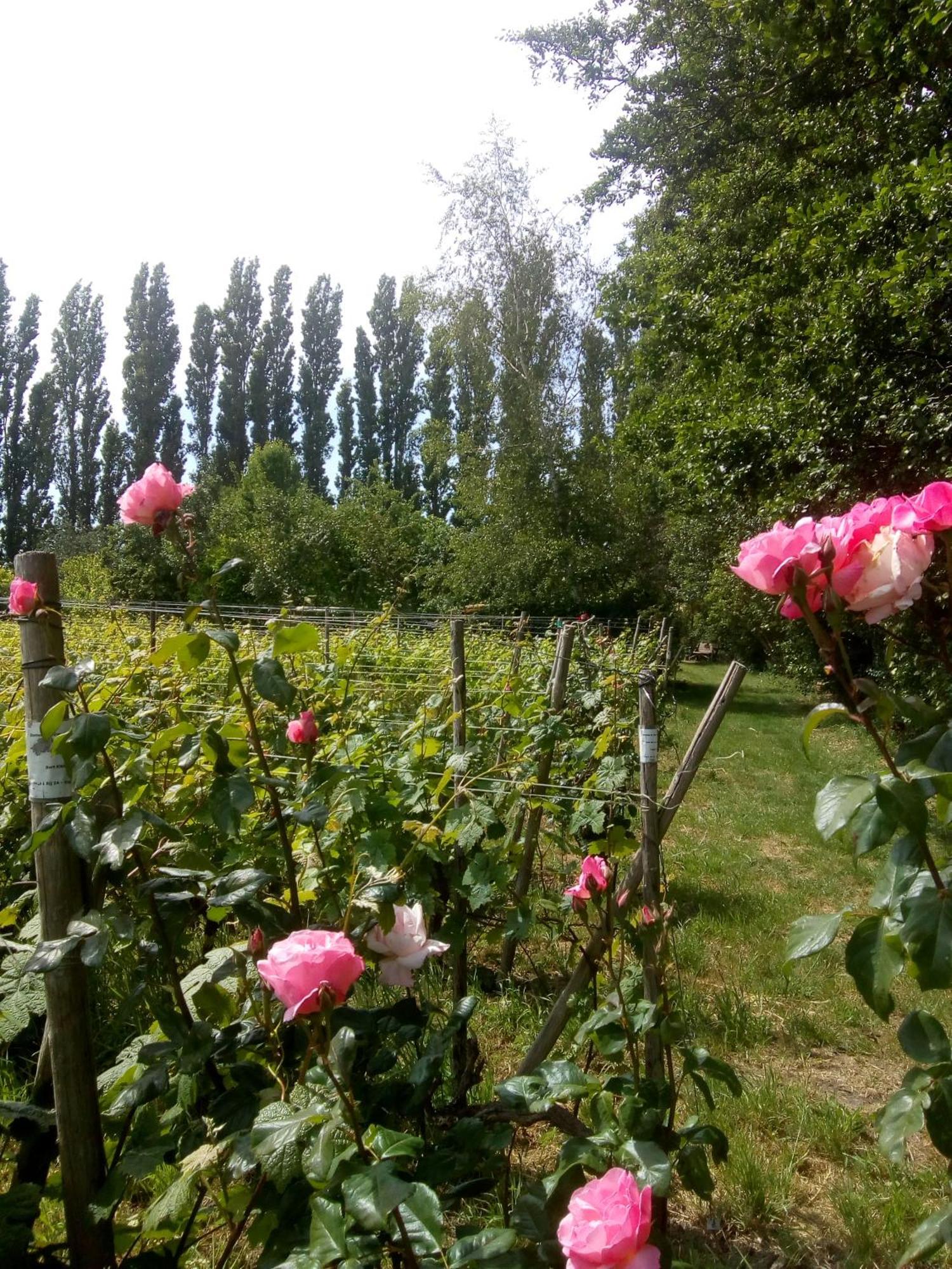 Wijndomein De Vier Ambachten -Overnachten In De Wijngaard Simonshaven Ngoại thất bức ảnh